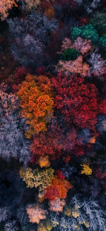 Autumn trees, Aerial view, Colourful forest, Fall Colors, 5K