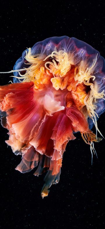 Jellyfish, Cyanea capillata, Lion's mane jellyfish, Giant jellyfish, Underwater, Black background