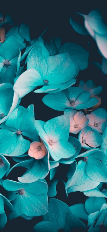 Blue flowers, Petals, Teal, Black background, 5K