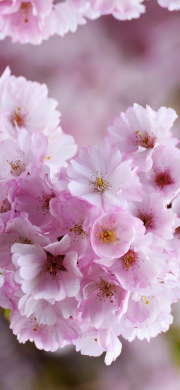 Cherry blossom, Bloom, Spring, Pink flowers, Tree Blossom, Flowering Trees, Selective Focus, Blur background, Floral, 5K