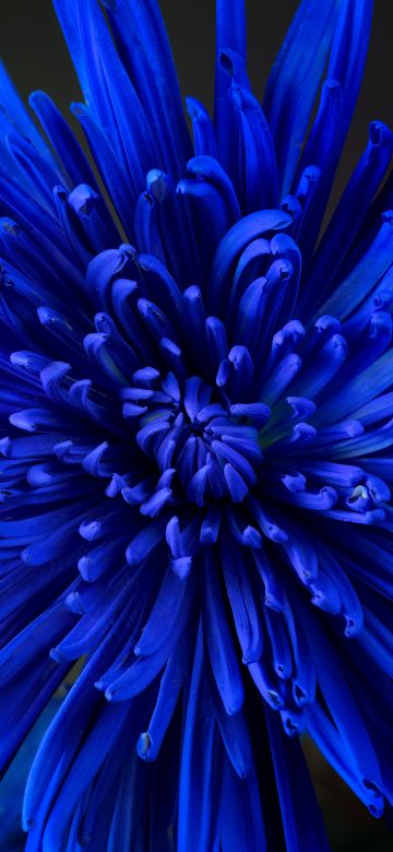 Blue flower, Chrysanthemum, Blossom, Closeup Photography, Bloom, Beautiful, 5K