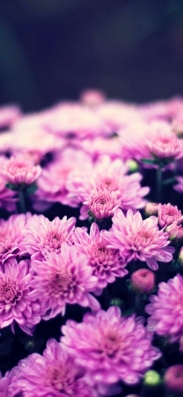 Chrysanthemum flowers, Purple Flowers, Bokeh, Floral, Spring, Flower bouquet