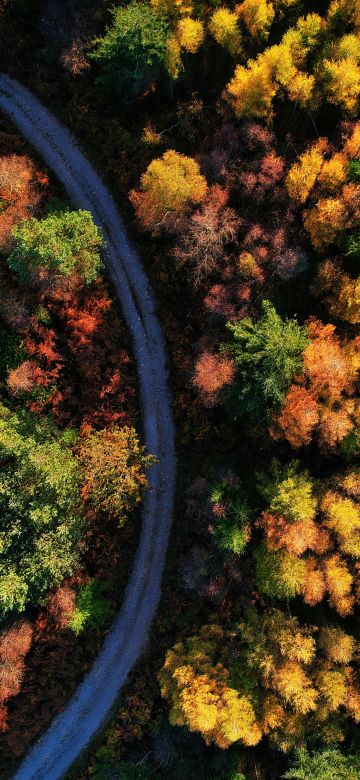 Autumn trees, 5K, Forest path, Seasons, Fall, Aerial view, Drone photo, Beauty in Nature