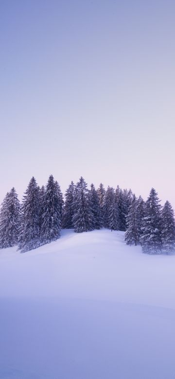 Winter, Snow covered, Foggy, Trees, Landscape, Blue hour, Switzerland, Sunrise, Mist, Cold, 5K