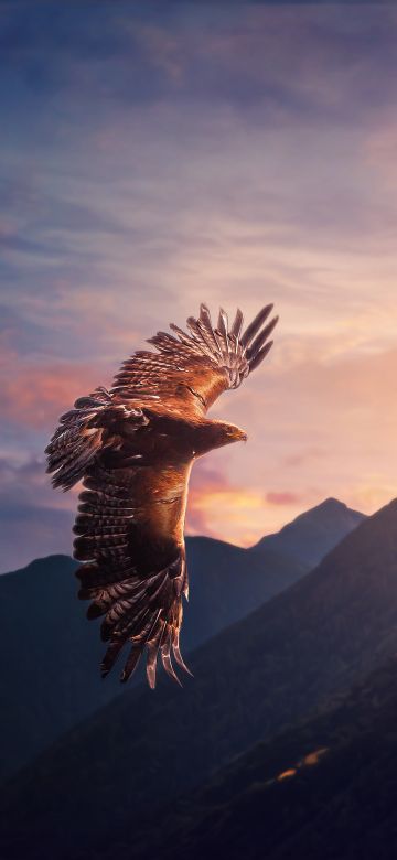 Eagle, Sunset, Mountains, Evening sky, Birds of Prey, Flying bird, Sunlight, 5K