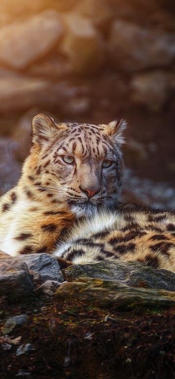 Snow leopard, Wild animal, Big cat, Portrait, Predator, Carnivore