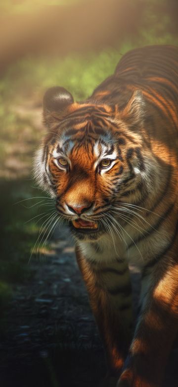 Tiger, Wild animal, Big cat, Forest, Staring, Predator, Carnivore, 5K