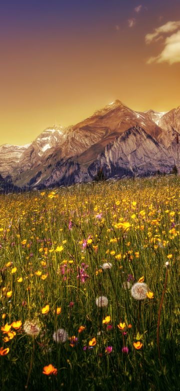 Buttercup field, Yellow flower, Alpstein, Mountain range, Evening sky, Landscape, Scenic, Clear sky, 5K