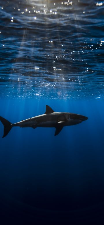 Great white shark, Underwater, Blue Ocean, Sea Life, Sun light, Blue background, 5K