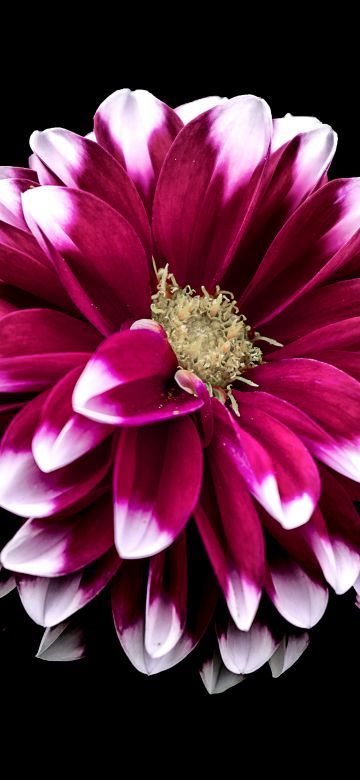 Dahlia flower, Purple Red, Black background, 5K