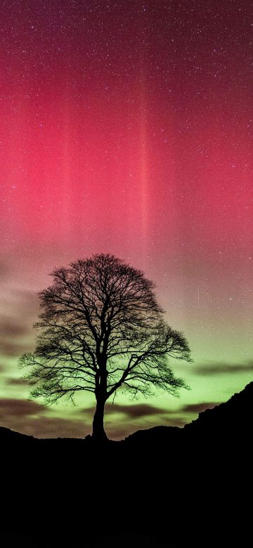 Sycamore Gap Tree, Aurora sky, Northern Lights, Silhouette, Night, Pink sky, 5K