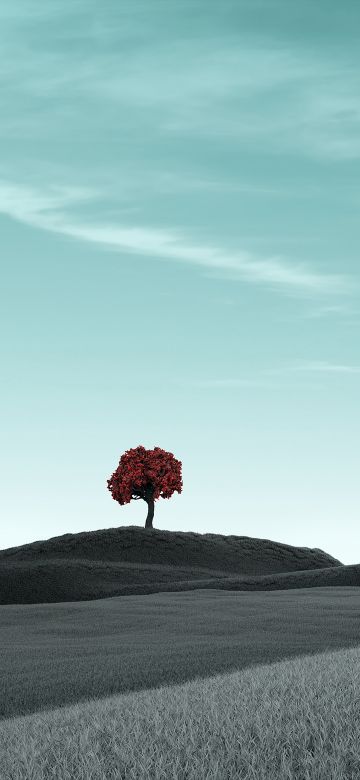 Lone tree, Clear sky, Surreal, Dry fields, Landscape