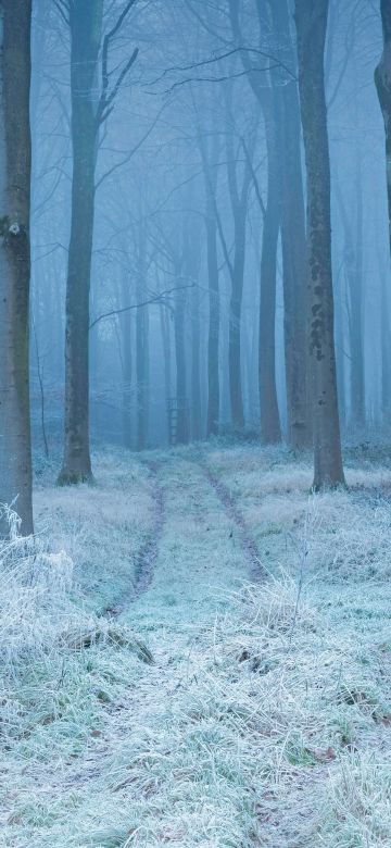 Winter, Forest, Frost, Mist, Path, Trees, Snow covered, 5K