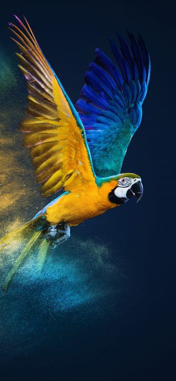 Blue-and-yellow macaw, Colorful background, Color burst, Macaw, Girly backgrounds