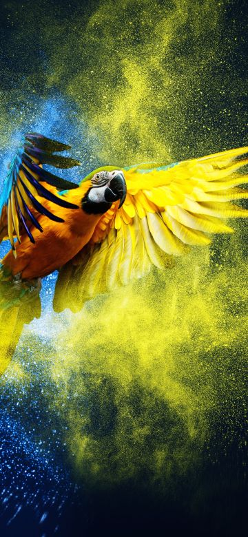 Blue-and-yellow macaw, Macaw, Colorful background, Color burst, Girly backgrounds, 5K, 8K