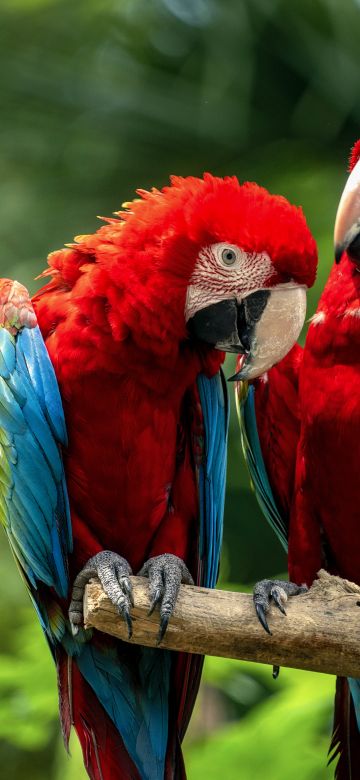 Macaw birds, Couple, Colorful, Jungle, Love Birds, Tropical, Bokeh, 5K