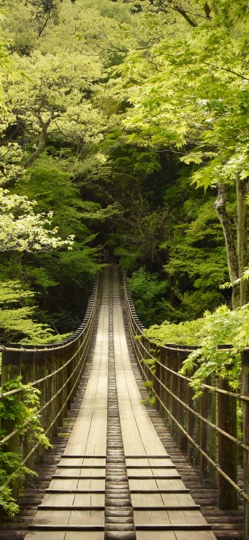 Hananuki Gorge, Japan, Scenic Spot, Suspended Bridge, Thick forest, Greenery, Tourist attraction, 5K