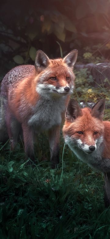 Red fox, Wild animals, Fox pair