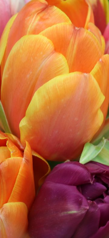 Tulips, Colorful, Floral Background, Bloom, Spring, Closeup Photography, 5K