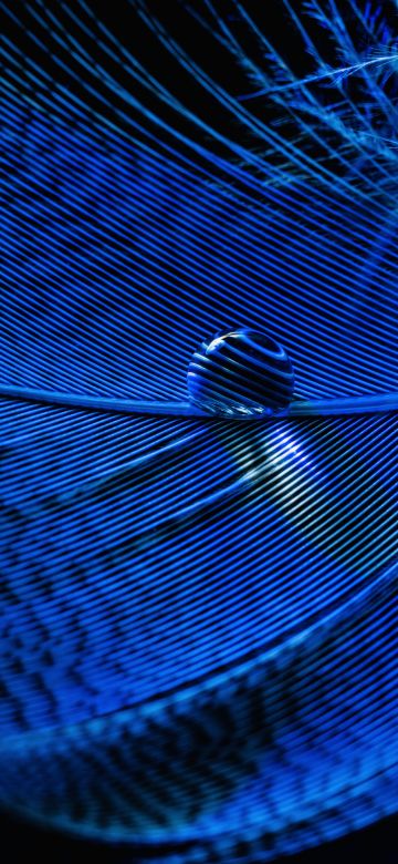 Blue Feather, Macro, Water drop, Closeup Photography, Dew Drops, 5K, 8K