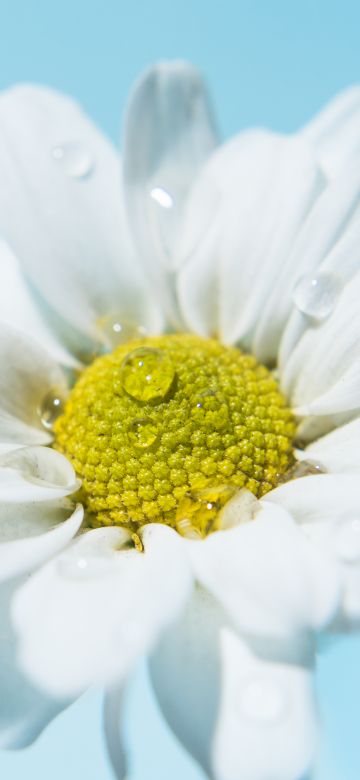 White daisy, Daisy flower, White flower, Water droplets