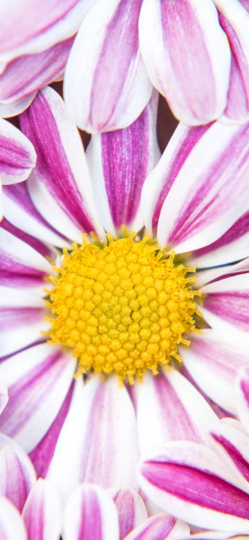 Chrysanthemum flowers, Pink flowers