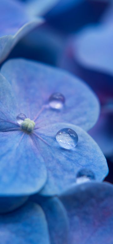 Hydrangea Flowers, Blue flowers, Blue Hydrangeas, Water droplets, Dew Drops, Blue background