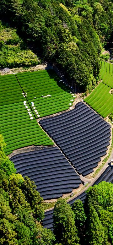 Tea form, Tea fields, Honshu Island, Japan, Aerial view, Landscape, Aerial Photography, 5K