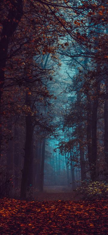 Forest, Fall Foliage, Fog, Morning, Dark, Path, Autumn Forest, Mist, Landscape