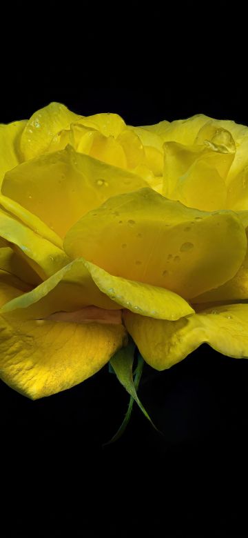 Yellow Rose, Yellow flower, Rose flower, Dew Drops, Droplets, Black background, AMOLED, 5K