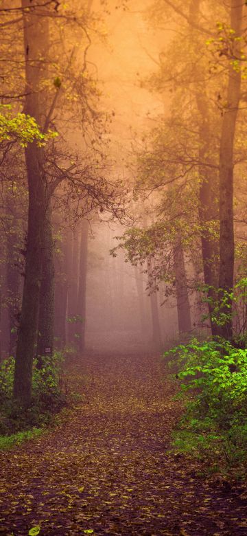 Autumn, Mist, Forest, Path, Trees, Fog, Landscape, Autumn Forest, Foliage