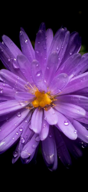 Aster flower, Purple Flower, Black background, AMOLED, 5K