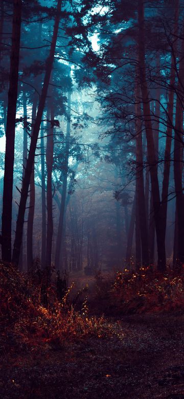 Forest, Fog, Morning, Dark, Path, Autumn Forest, Mist, Landscape