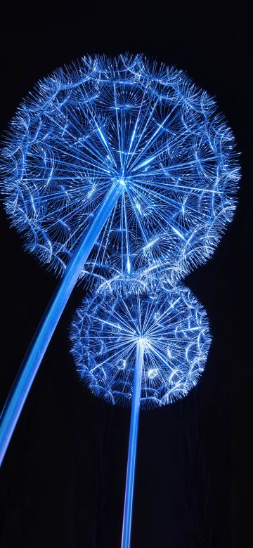 Dandelion Lights, Dandelion flowers, Tourist attraction, Night, Dark background, AMOLED, Kraków, Poland, Dark aesthetic