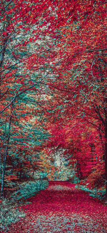 Autumn Forest, Path, Fall Foliage, Trees, Landscape, Scenic