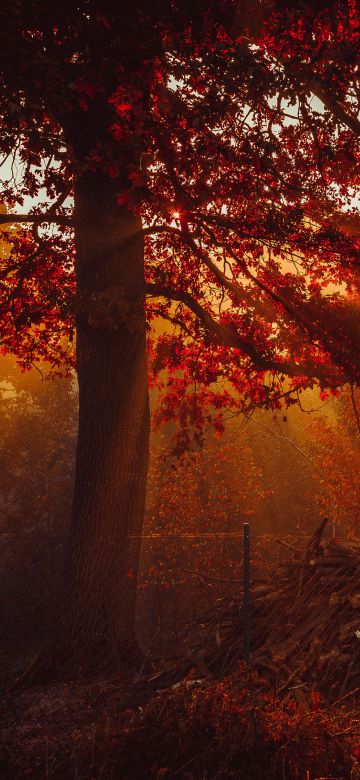 Autumn, Trees, Forest, Sunlight, Red background