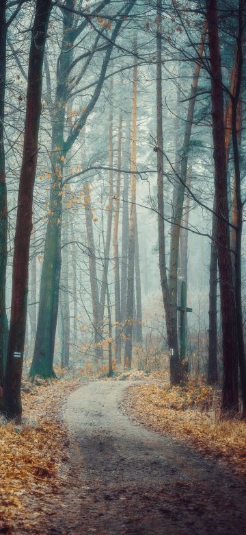 Poland, Forest, Trees, Autumn, Path, Landscape, Fog, Frost