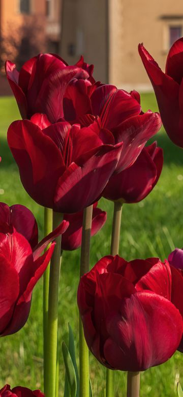 Red Tulips, Red flowers, Flower garden, Landscape