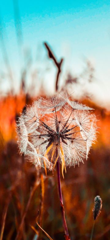 Dandelion flower, Summer, Sunset, Fields, Landscape, 5K