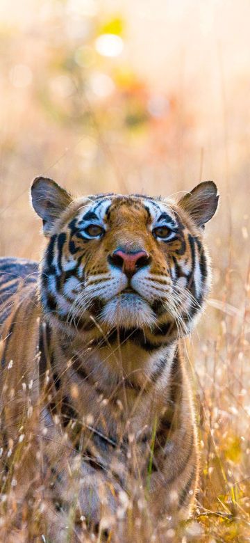 Wild Tiger, Kanha National Park, India, 5K