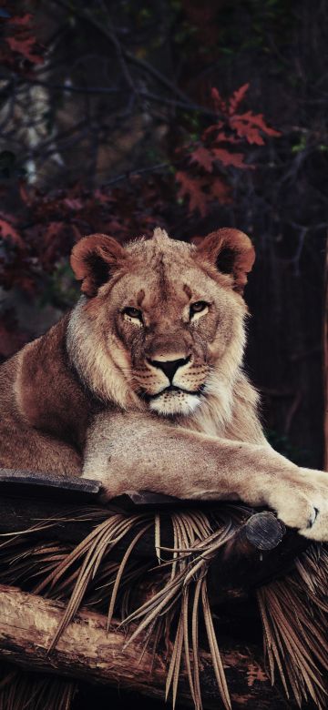 Lion, 5K, Wild animal, Carnivore, Staring, Big cat