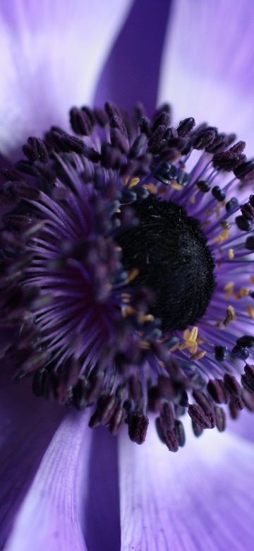 Purple Flower, Aesthetic, Macro, Bloom, Closeup Photography