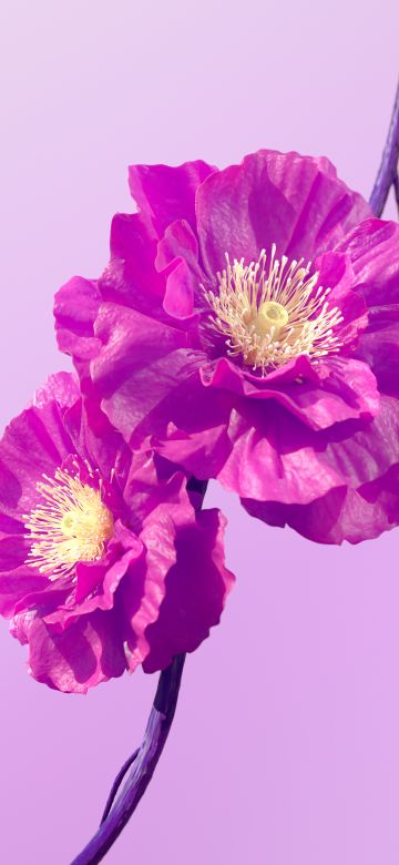 Hibiscus flowers, Pink flowers, Pink background