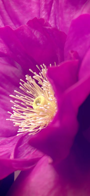 Hibiscus flowers, Pink flower, Macro