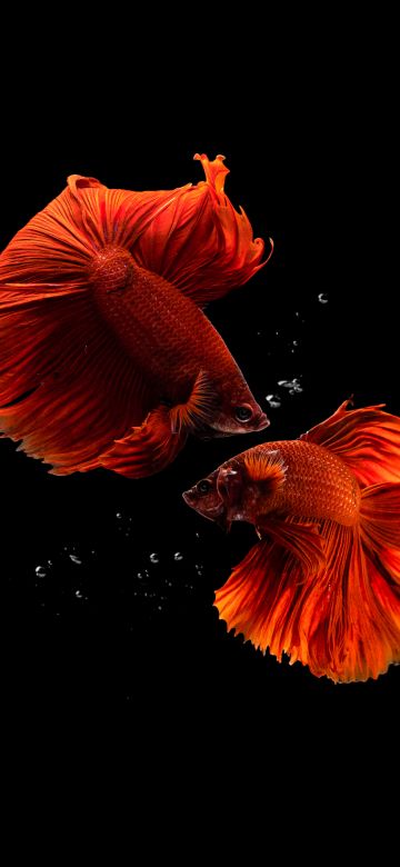 Fishes, Aquarium, Black background, AMOLED