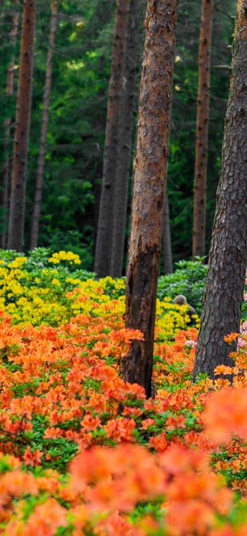 Azalea plants, Haaga Rhododendron Park, Flower garden, Colorful flowers, Landscape, Spring, Finland, 5K