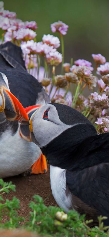 Atlantic puffin, Together, Seabirds, Puffin birds