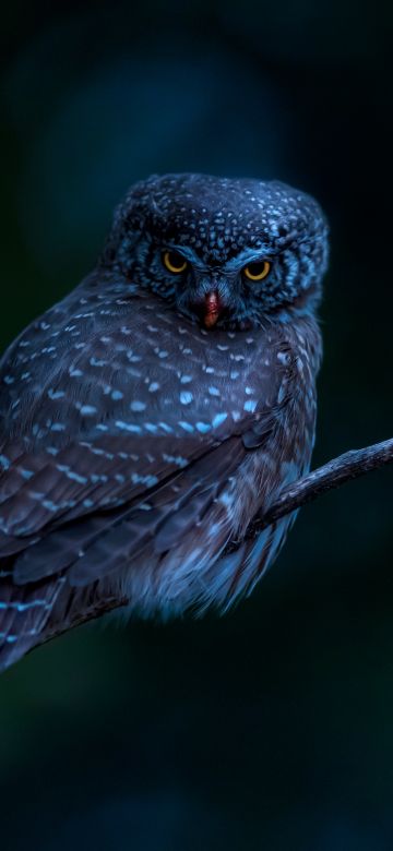 Eurasian pygmy owl, Bird, Tree Branch, Night, Dark, 5K