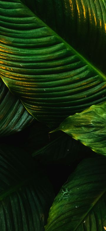 Tropical, Green leaves, Plant, 5K