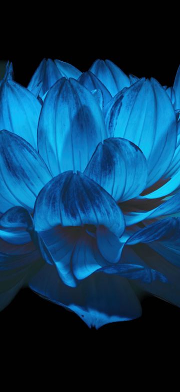 Dahlia flower, AMOLED, Blue flower, Black background, 5K